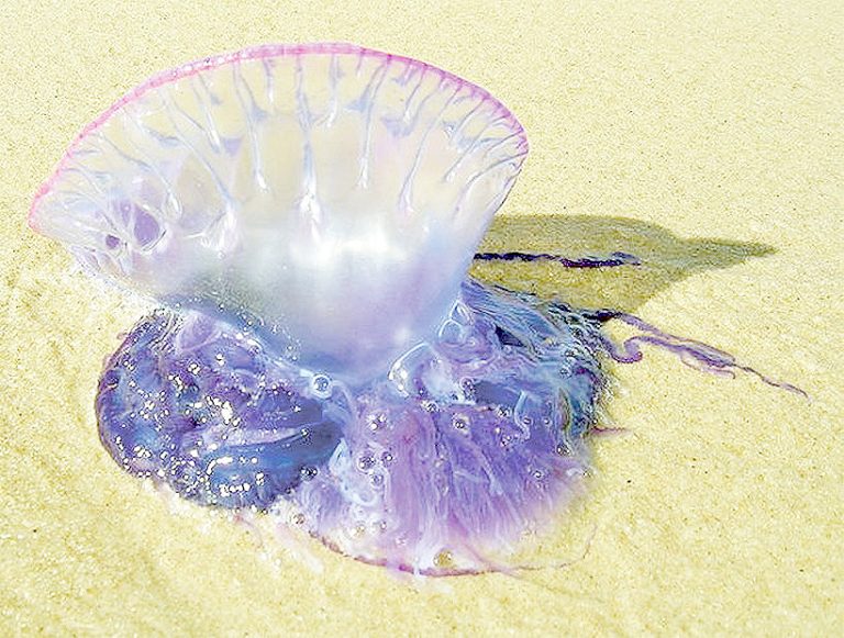 Llaman a la precaución ante avistamiento de fragata portuguesa en Iloca