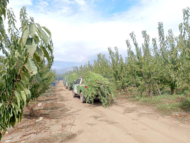 Decomisan droga en  sector rural de Molina